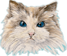 Profile picture of Sora