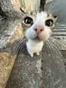 Profile picture of tunaur